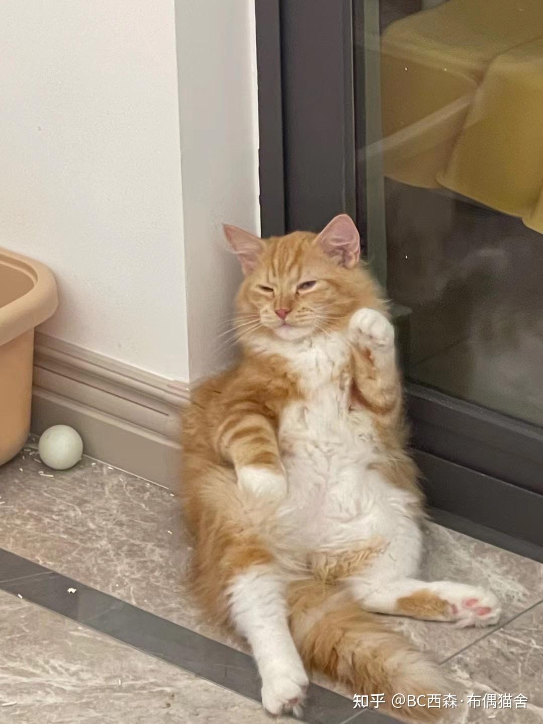 为什么招财猫是一只手招