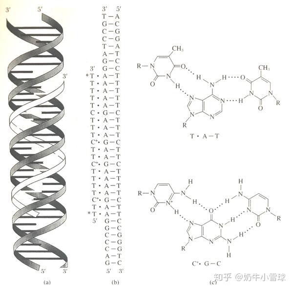 额外的第三条链在双螺旋dna大沟中填充,与原有的碱基对形成氢键