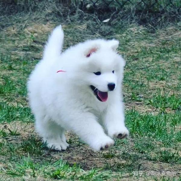 萌宠百科——傻白甜的萨摩耶犬(samoyed)