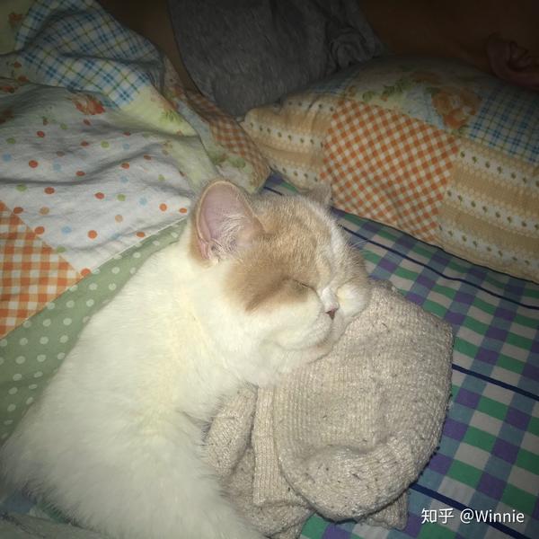 和猫睡一个被窝,有什么风险?