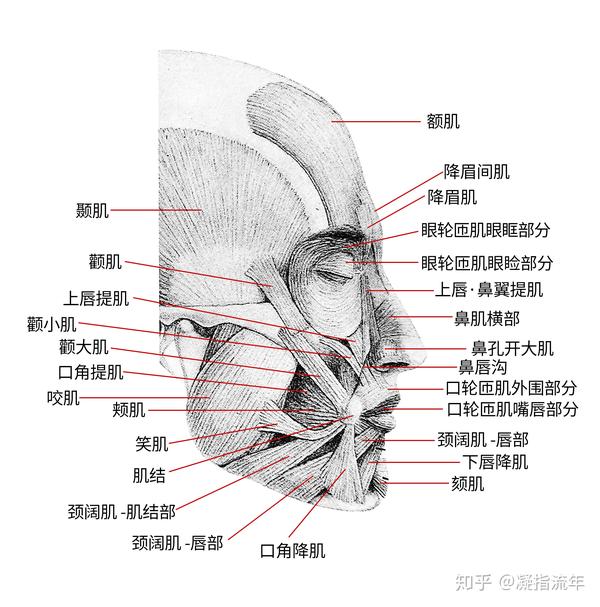 以上几张图是《牛津艺用人体解剖学》里的资料,比较客观和严谨.