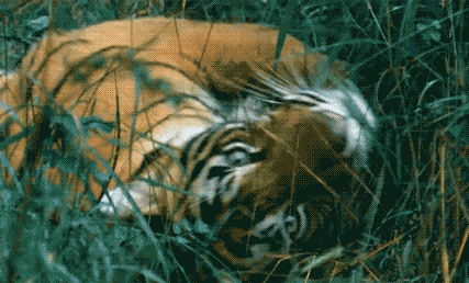 壁纸 动物 虎 老虎 桌面 427_258 gif 动态图 动图