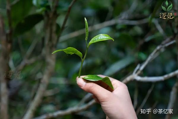 森林的馈赠古树野茶