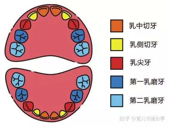 还有书上说啊,有的宝宝乳牙长的比较稀疏是正常的,因为恒牙比乳牙大