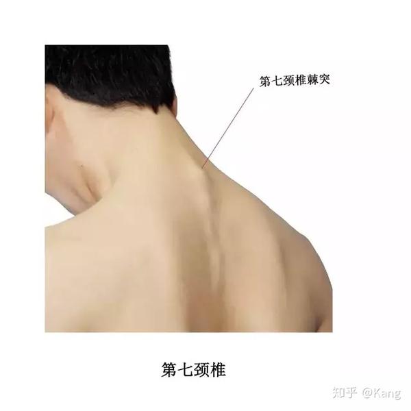 书法篆刻  枕外隆凸:枕鳞中央的骨性隆起,位于头颈交界处,枕部正中线
