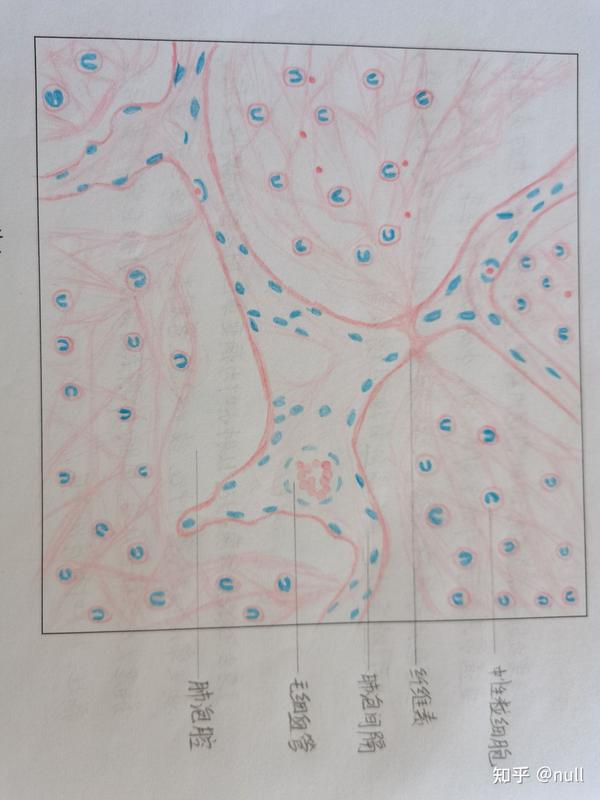 病理红蓝铅笔绘图