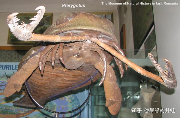 这个时期最有代表性的是翼肢鲎科(pterygotidae),就是在各种复原图上