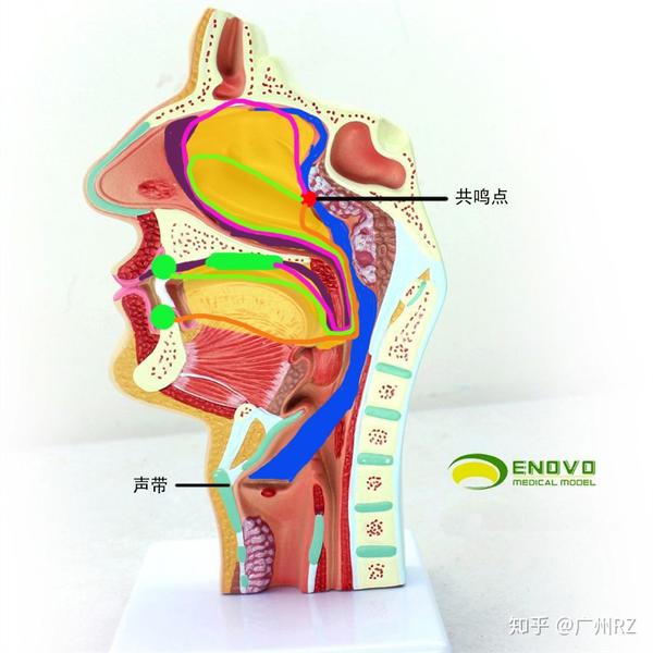 中班音乐的教案怎么写_中班音乐教案库奇奇_中班音乐教案迷路的小花鸭