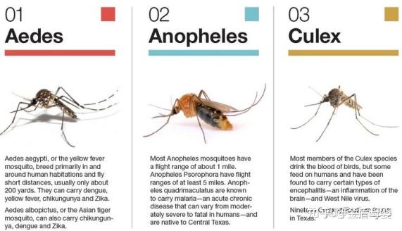 蚊子说起—它们其实只是蚊科昆虫中一些吸血的种类,常见的有斑蚊属