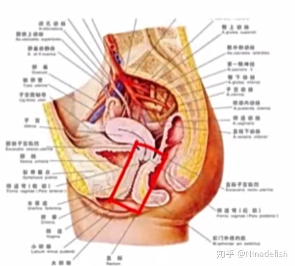 整理女性生殖系统结构功能与健康