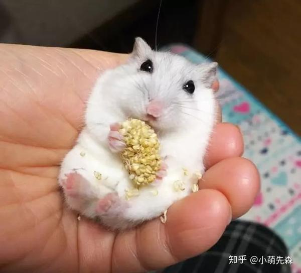 最后:每只仓鼠的性格都不一样,有的仓鼠可以很快就亲人,有些仓鼠天生