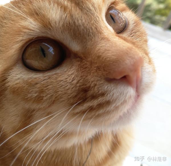 怎样才可以有一只橘猫?