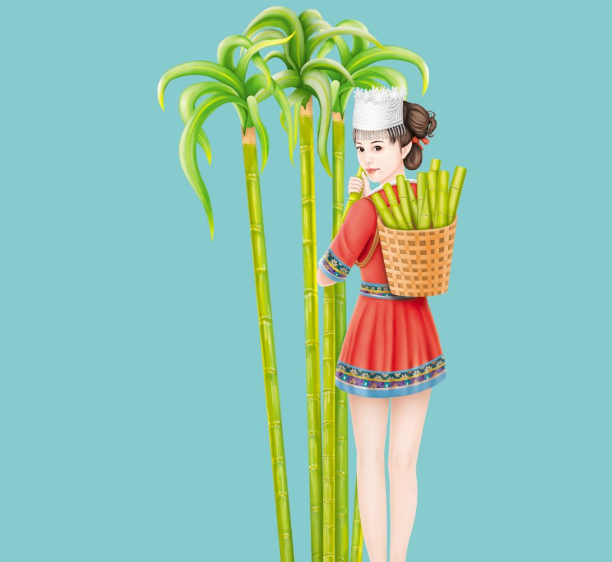 甜蜜的痛苦致广西甘蔗种植大户