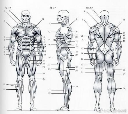 人体骨骼,肌肉的绘画教程详解!