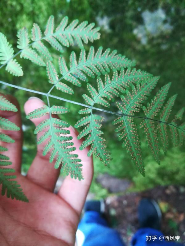 蕨类植物孢子繁殖教程(第一版)
