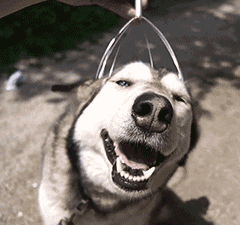 有只会洗衣切菜拖地画画赚钱的狗子是什么体验