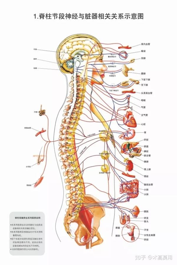 【典传筋骨发劲】从筋膜学的角度看懂典传筋骨体系!