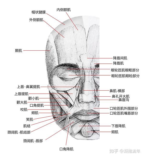 坚持学画:人体结构之肌肉部分——面肌
