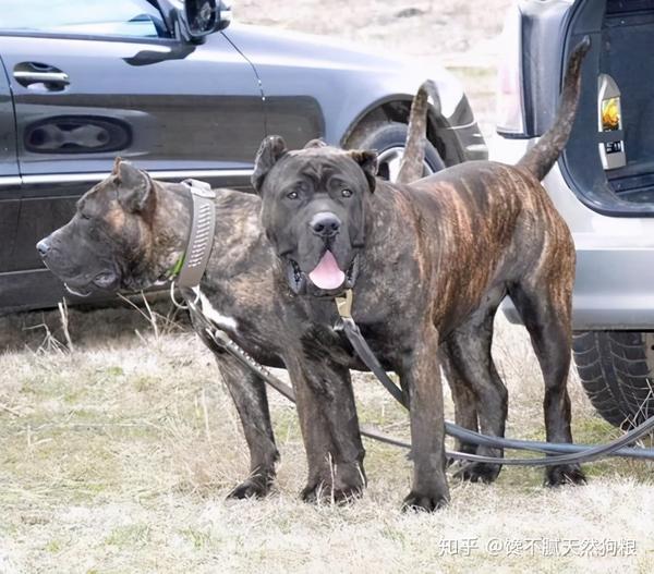 纽波利顿犬是古罗马时代凶狠的摩罗修斯犬的后裔,体型高大强壮,有用