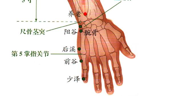 位置: 养老穴位于前臂背面尺侧(手臂内侧),在尺骨小头近端桡侧凹陷处