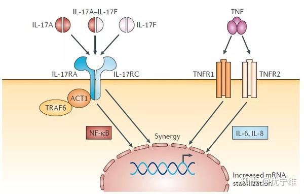 白介素-17a(il-17a)和il-17f单体可以形成同二聚体和il17a–il-17f异