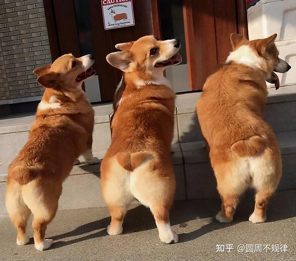 如何挑选到纯种又健康的柯基犬