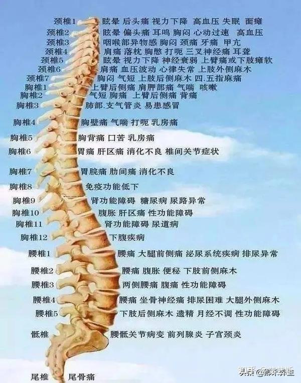 脊柱是人体健康之本,各种常见病症与相关的脊椎位置