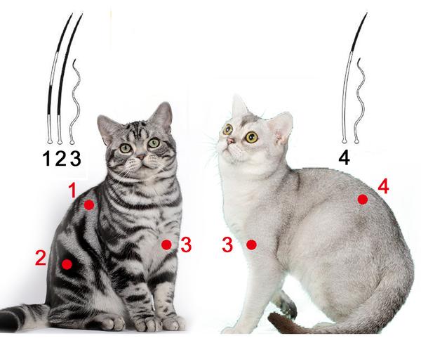 猫咪花色分类及遗传大全