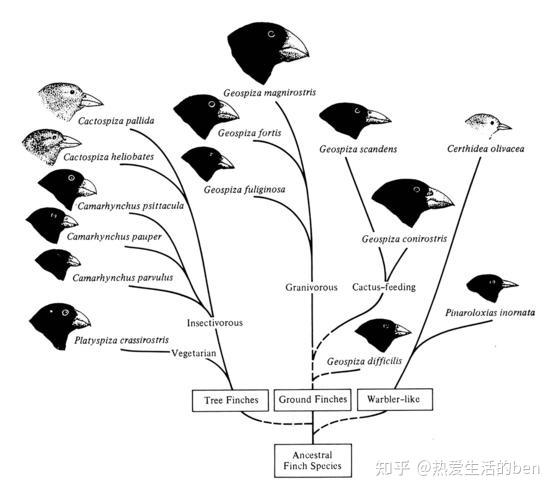 达尔文雀演化树