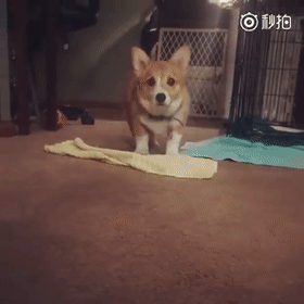 每天鬼鬼祟祟在铲屎官身后,小心翼翼地靠近… 这也就是在铲屎官有所