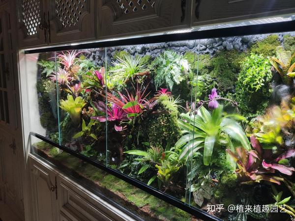 百万心,薜荔等 植来植趣(doudou4012)是一家以庭院设计施工;生态缸