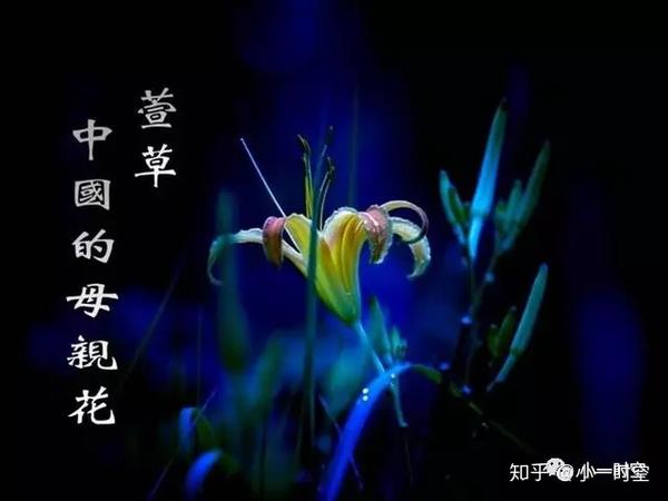《博物志》曰: "萱草,食之令人好欢乐,忘忧思,故日忘忧草.