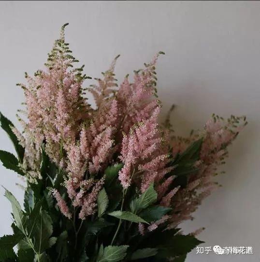 蕾丝花 别名:白雪花,白缎带花,雪珠花 花语:惹人怜爱的心