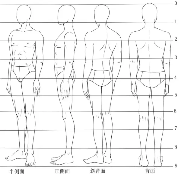 当处于3/4侧面时,由于透视变化,肩宽略小于正面人体的肩宽,肩宽线发生