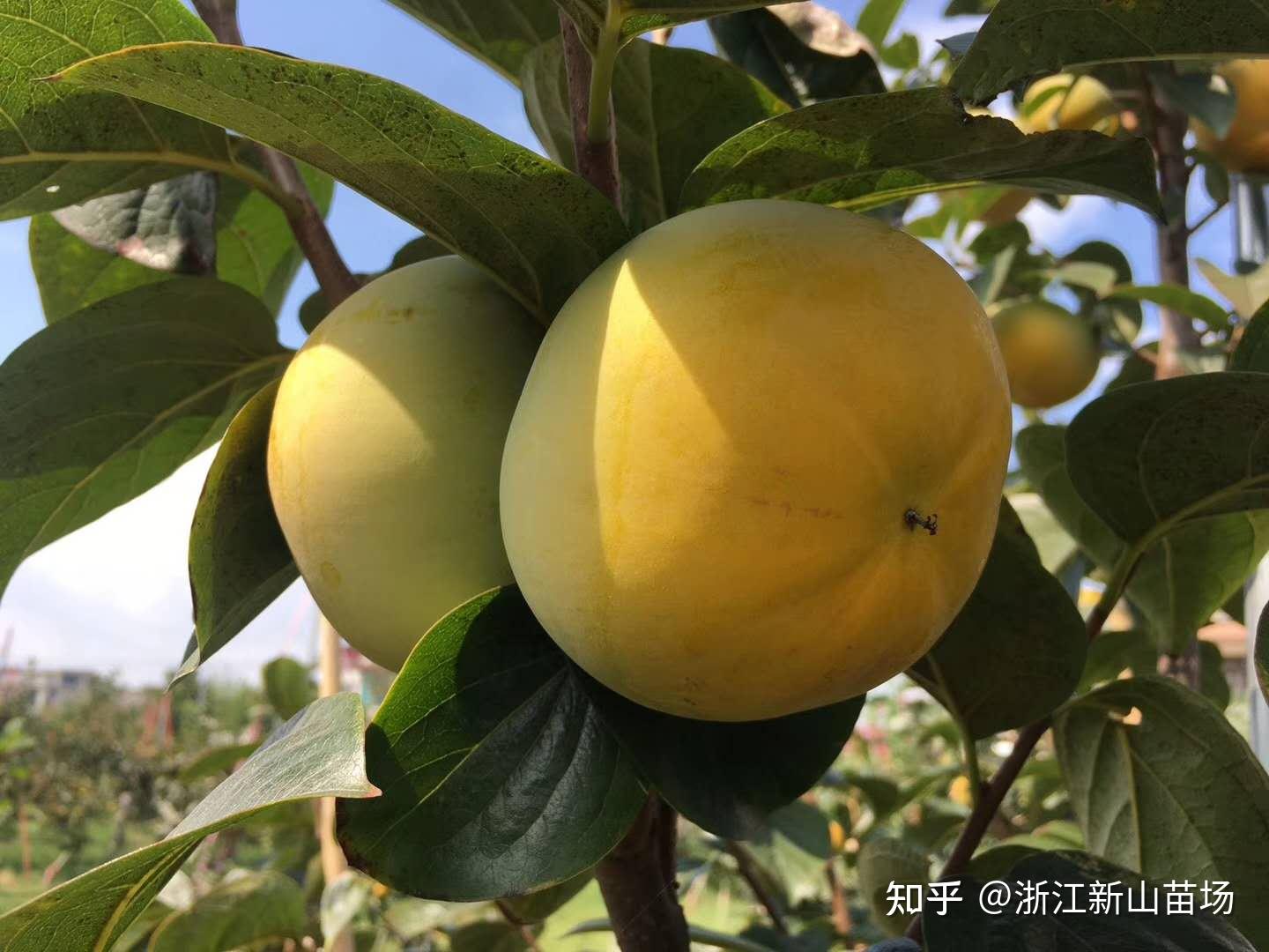 柿子苗的种植栽培技术太秋甜柿如何种植