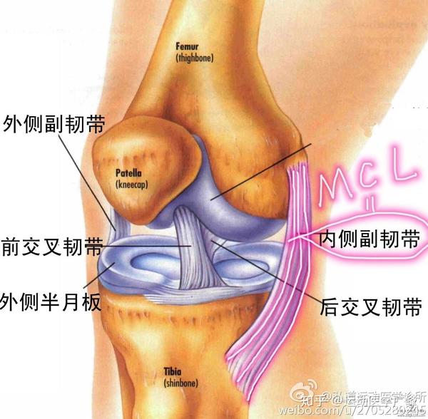mcl损伤患者