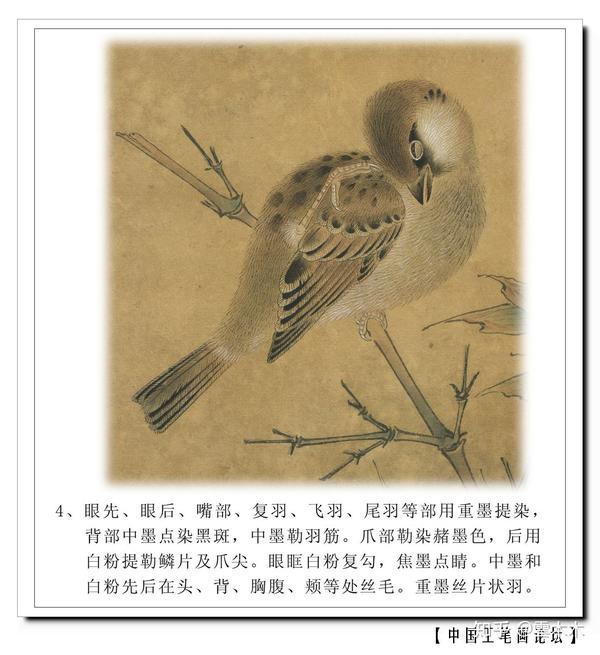 宋小品《竹雀图》工笔,绘画步骤图