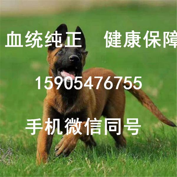 纯种马犬多少钱一只马犬价格幼犬