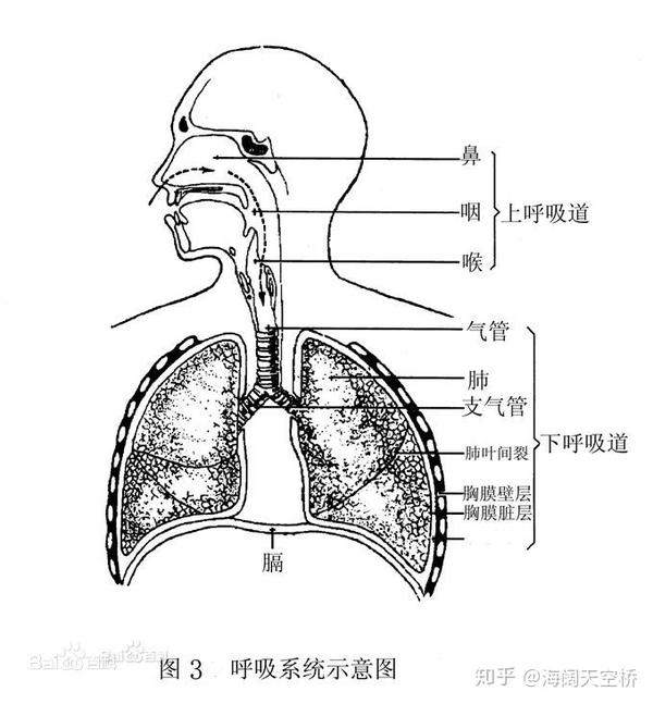 呼吸系统简单结构图