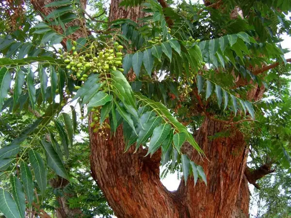 红椿(图片来源:http://www.zimbabweflora.co.zw/)