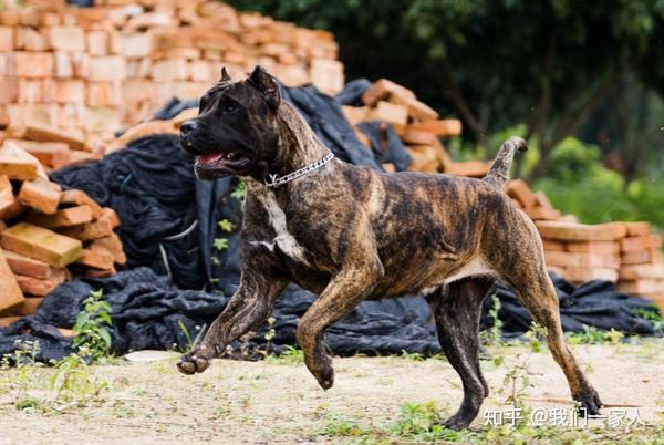 这些狗可不简单有一个霸气的名字江湖人称犬中四霸