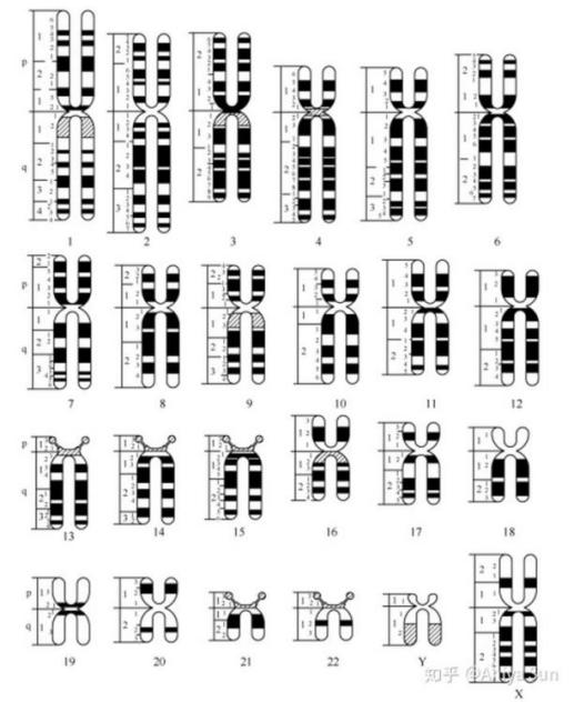 微观探索人体奥秘008染色体