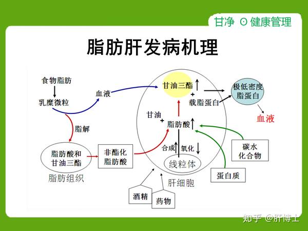 能看得到吗?脂肪肝是怎么产生的?