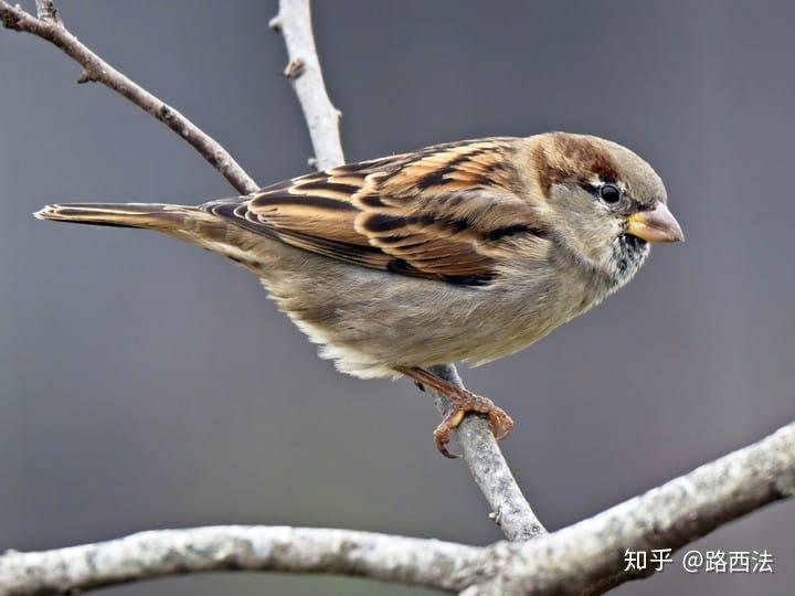 麻雀属鸟类特点摘录整理