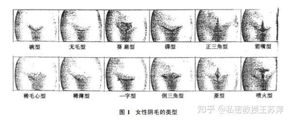 乳房的发育可早至8岁,平均10—11岁,多数在13岁之前开始隆起,阴毛在