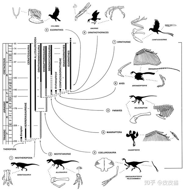 从三叠纪到白垩纪恐龙都发生了哪些进化