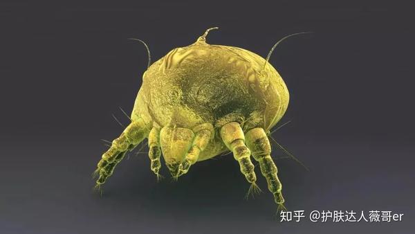 最后贡献一下疥螨的亚子.