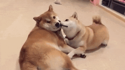 给狗染色不够还给猫纹身请饶它们一命吧