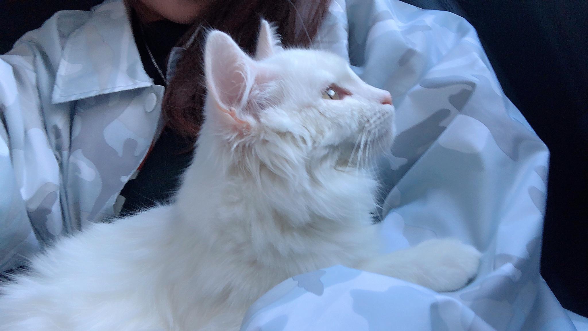 这是山东狮子猫嘛