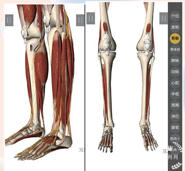 图3  也就后两张肌肉的3d 解剖图,可以看到脚踝关节处几乎没有肌肉